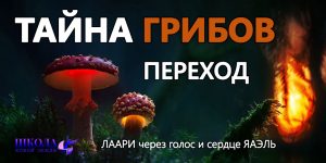 Переход: Тайна грибов